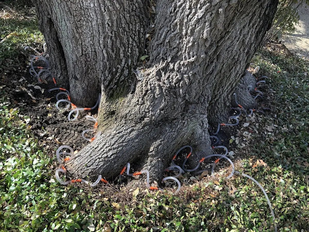 Detailed Tree Cabling and Bracing job site in Fairmont